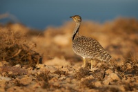 Drop hrivnaty - Chlamydotis undulata - Houbara Bustard o2949